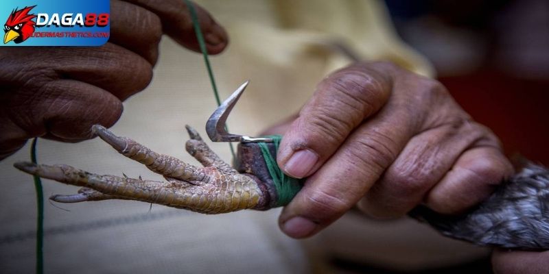 Cách lên cựa gà tre - Bí quyết tăng lực đâm cho chiến kê 5 2 cách lên cựa gà tre được áp dụng nhiều nhất