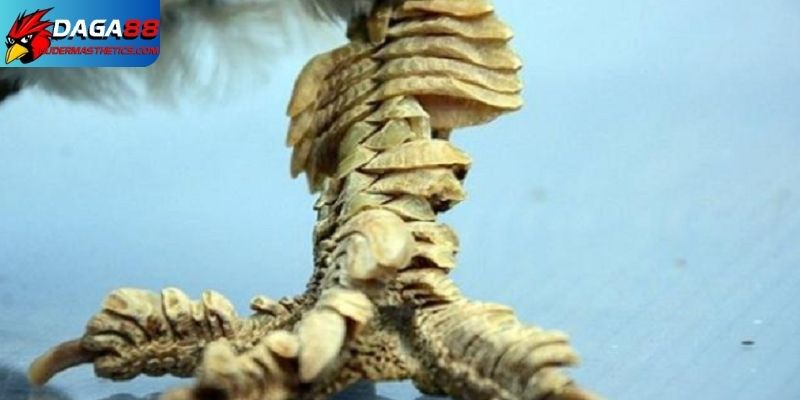 Bán gà mái vảy Rồng - Chọn lựa và chăm sóc chiến kê 4 Bán gà mái vảy rồng
