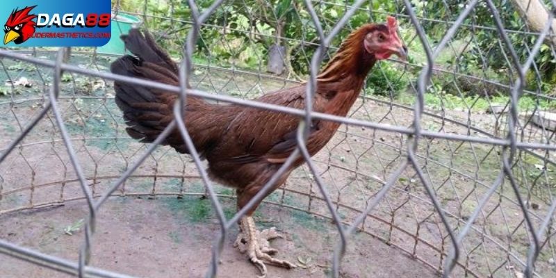Bán gà mái vảy Rồng - Chọn lựa và chăm sóc chiến kê 7 Bán gà mái vảy rồng và chọn gà chất lượng