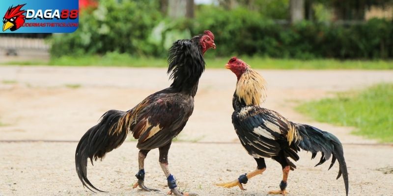 Bật mí cách nuôi gà đá mau sung