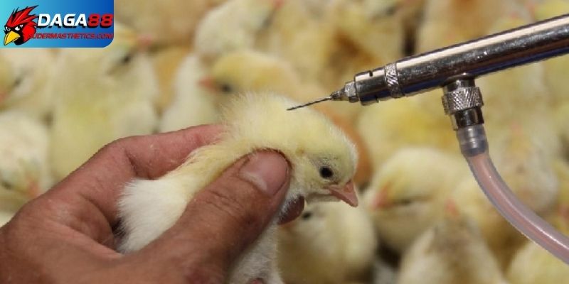 Các điều cần biết khi lên lịch tiêm phòng cho gà