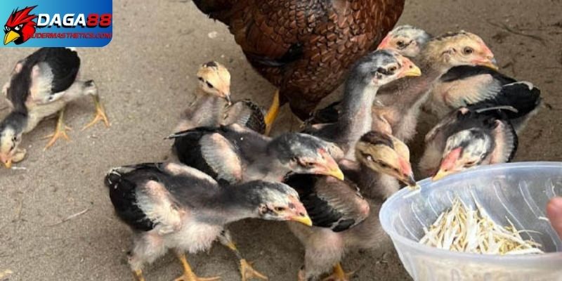 Cách chăm sóc gà chọi con từ 1-30 ngày tuổi