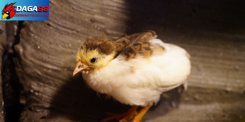 cách chăm sóc gà chọi con
