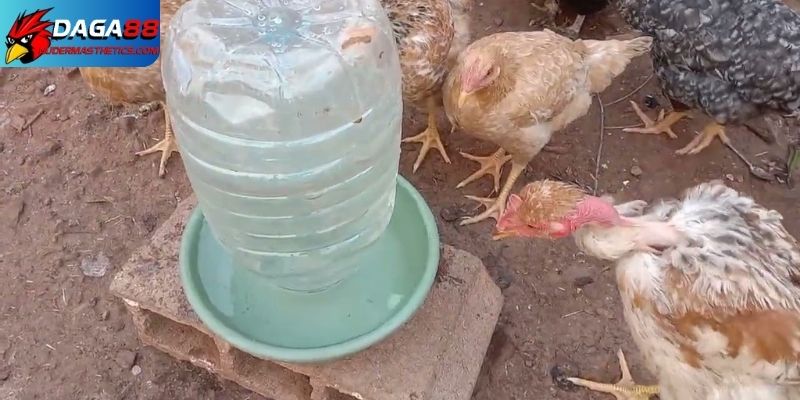 Cách điều trị bệnh đường ruột ở gà
