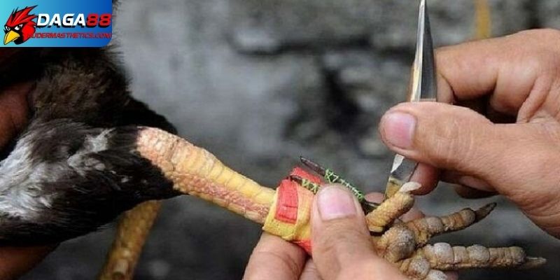 Cách lên cựa gà tre - Bí quyết tăng lực đâm cho chiến kê 4 Cách lên cựa gà tre