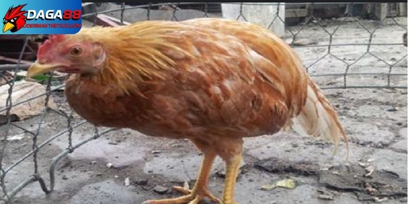 Cách nhận biết bệnh đường ruột ở gà
