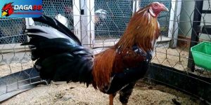 Cách nuôi gà đá tơ