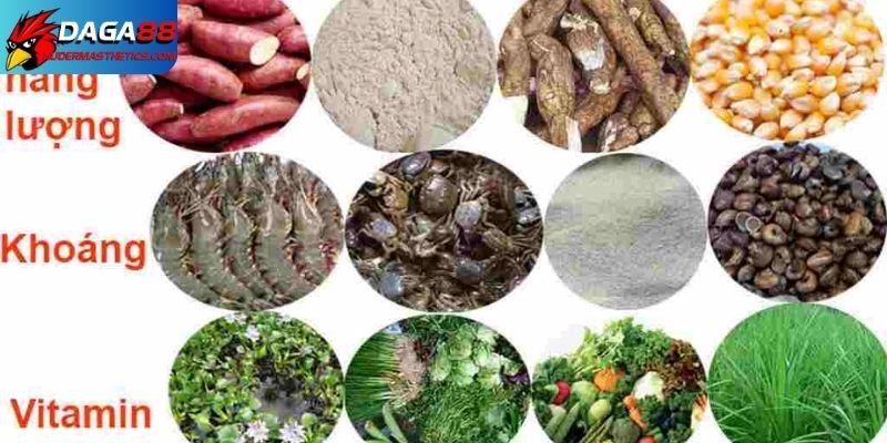 Cách nuôi gà đá tơ - Nền móng vững chắc tạo nên chiến kê 6 Cách nuôi gà đá tơ bằng chế độ dinh dưỡng đầy đủ
