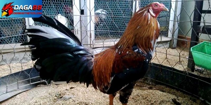 Cách nuôi gà đá tơ - Nền móng vững chắc tạo nên chiến kê 4 Cách nuôi gà đá tơ
