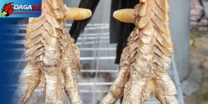 Cách xem chân gà chọi