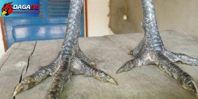 Chân chì có ý nghĩa gì trong giới gà đá