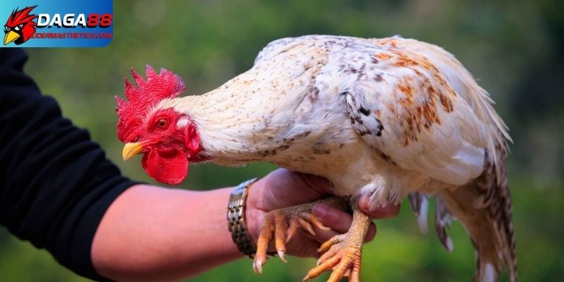 Kỹ thuật nuôi gà đá - Sở hữu chiến kê có 1-0-2 5 Chọn giống cũng là kỹ thuật nuôi gà đá quan trọng