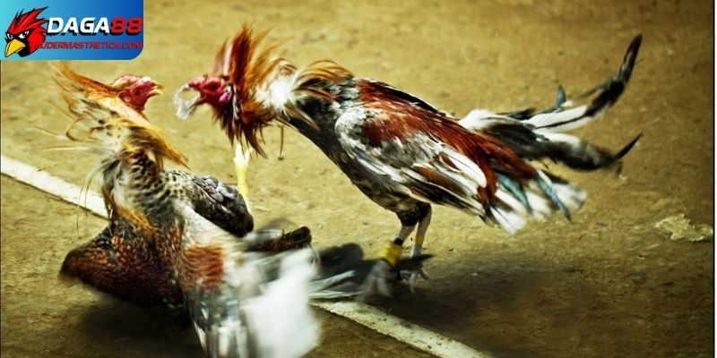 Gà tre đá cựa - Khám phá sức mạnh, kỹ năng đỉnh cao 4 Gà tre đá cựa