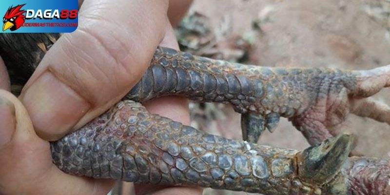 Giải mã gà chân chì tốt hay xấu 