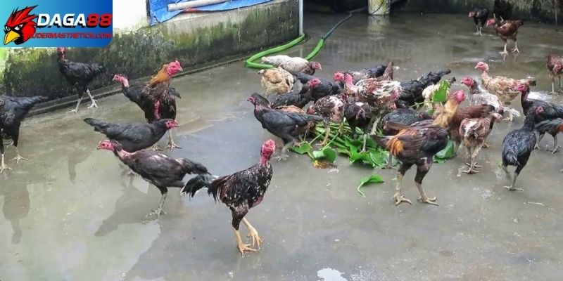 Giống gà tốt sẽ tối ưu kỹ thuật nuôi gà chọi 