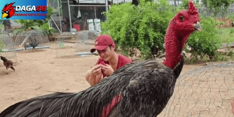 Kỹ thuật chăm sóc gà đá - Thủ thuật tạo nên chiến kê 6 Học kỹ thuật chăm sóc gà đá từ sư kê chuyên nghiệp