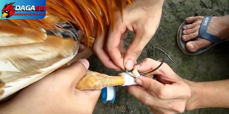 Cách lên cựa gà tre - Bí quyết tăng lực đâm cho chiến kê 7 Hướng dẫn cách bảo quản cựa đúng cách