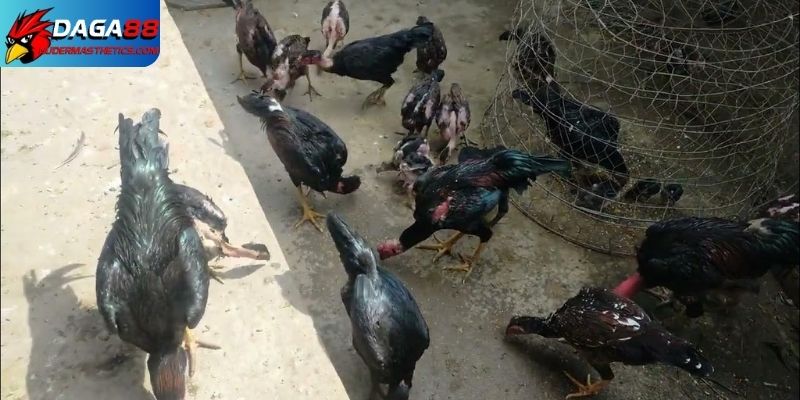 Kinh nghiệm chăm sóc gà con từ 3- 6 tháng 