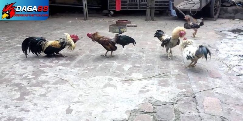 Gà tre đá cựa - Khám phá sức mạnh, kỹ năng đỉnh cao 6 Kinh nghiệm nuôi gà tre đá cựa hay