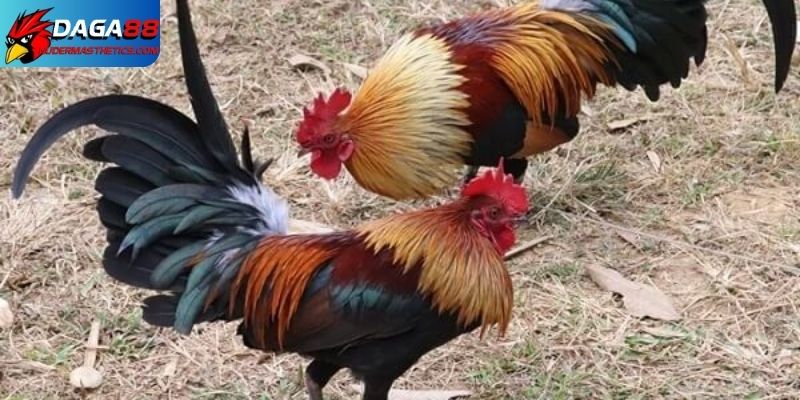 Kỹ thuật chăm sóc gà đá - Thủ thuật tạo nên chiến kê 5 Kỹ thuật chăm sóc gà đá đúng cách nên đảm bảo dinh dưỡng