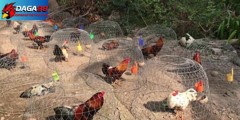 Kỹ thuật nuôi gà chọi thông qua các bài tập luyện đa dạng