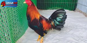 Kỹ thuật nuôi gà đá