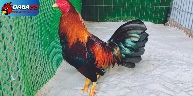 Kỹ thuật nuôi gà đá - Sở hữu chiến kê có 1-0-2 4 Kỹ thuật nuôi gà đá