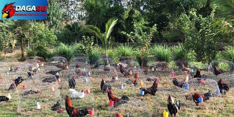 Kỹ thuật nuôi gà thả vườn hiện đại, đảm bảo sự phát triển