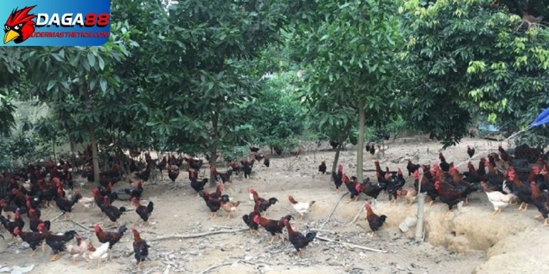 Kỹ thuật nuôi gà thả vườn tối ưu kỹ năng gà đá