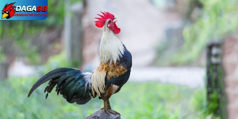 Tiếng gà gáy - Âm thanh biểu tượng trong văn hóa đá gà 6 Làm sao để cho tiếng gà gáy hay và khỏe mạnh