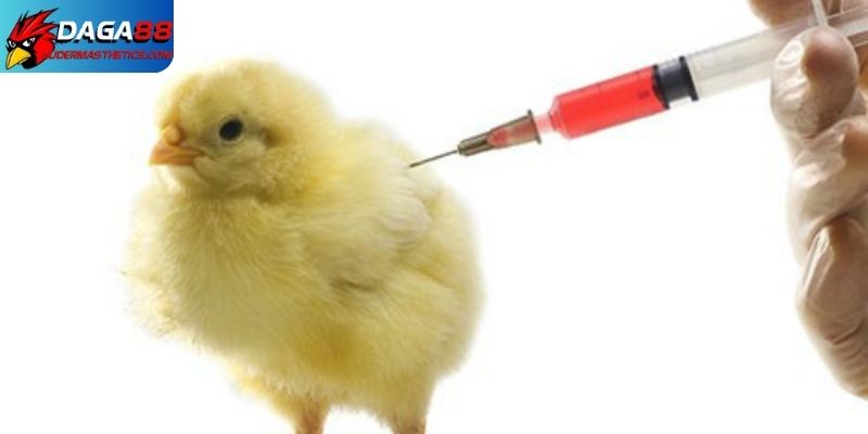 Lịch tiêm phòng cho gà giúp chúng phát triển toàn diện