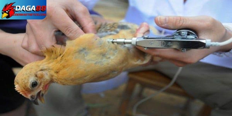 Lịch tiêm phòng cho gà theo từng giai đoạn