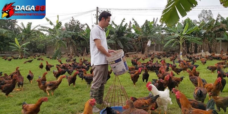 Nên có kế hoạch phòng phòng bệnh cho gà - Kỹ thuật nuôi gà thả vườn