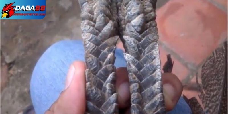 Bán gà mái vảy Rồng - Chọn lựa và chăm sóc chiến kê 6 Nhận diện gà mái vảy Rồng