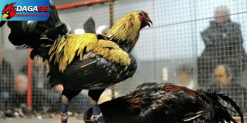Những lưu ý nên nhớ khi dùng thuốc cựa gà đá