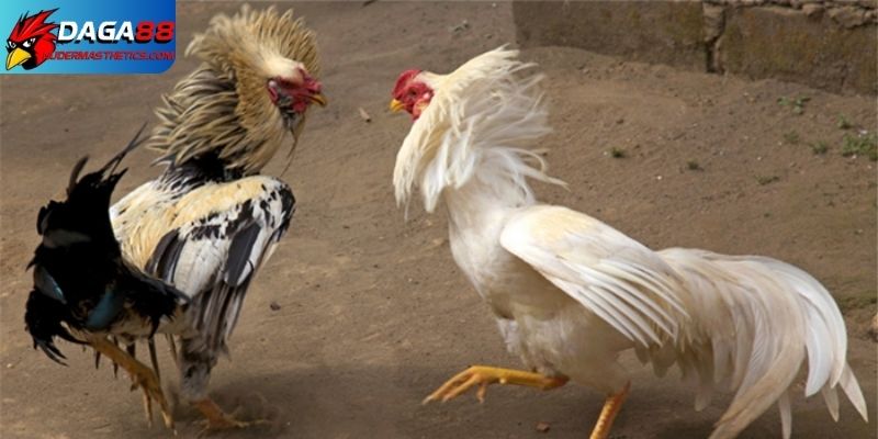 Om gà tối ưu cách nuôi gà đá mau sung