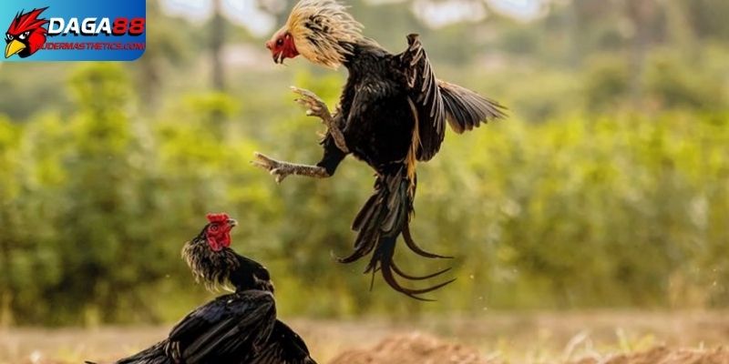 Kỹ thuật chăm sóc gà đá - Thủ thuật tạo nên chiến kê 7 Phòng bệnh cho gà bằng cách tiêm phòng đầy đủ