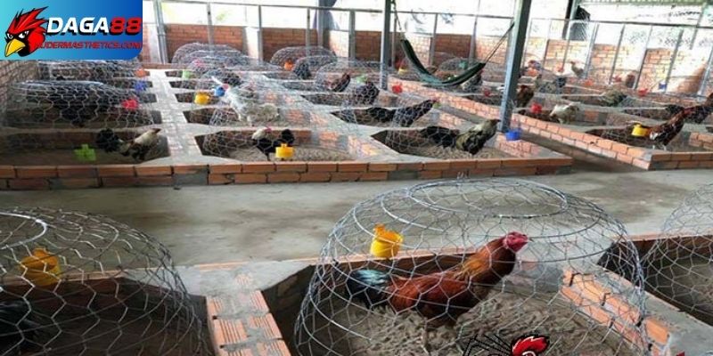 Cách nuôi gà đá tơ - Nền móng vững chắc tạo nên chiến kê 5 Thiết kế chuồng trại tối ưu cách nuôi gà đá tơ