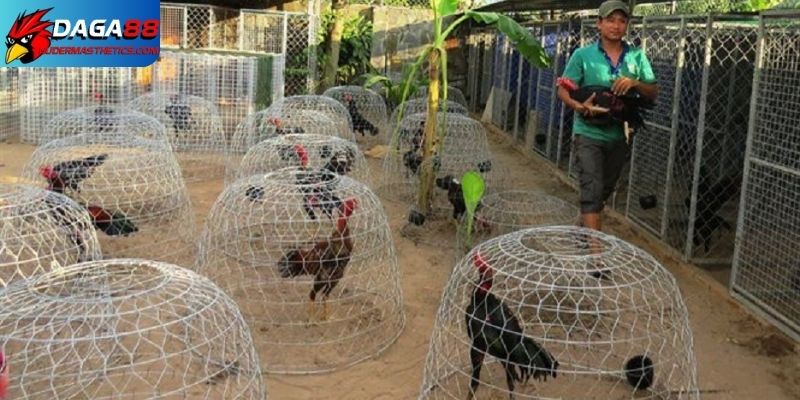 Tích cực phòng bệnh cho gà để phát triển toàn diện