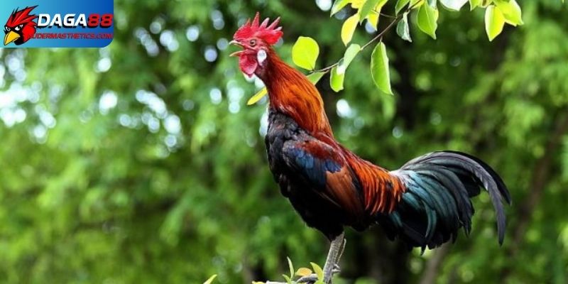 Tiếng gà gáy - Âm thanh biểu tượng trong văn hóa đá gà 5 Tiếng gà gáy thể hiện khí thế ngút trời