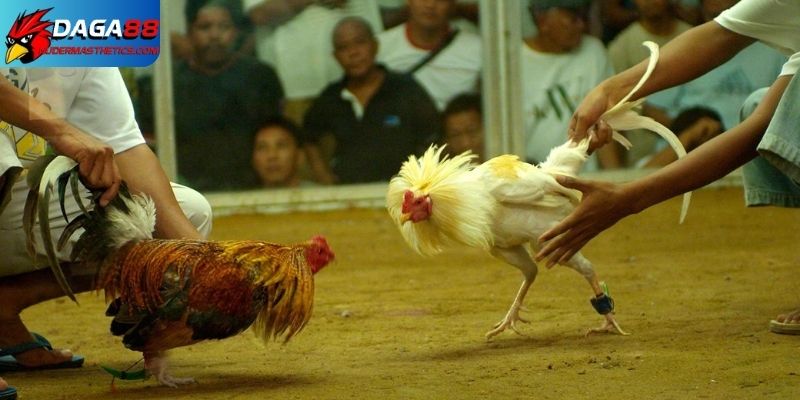 Tổng hợp các loại thuốc cựa gà đá phổ biến