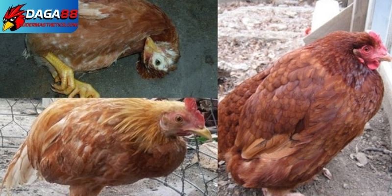 Vi khuẩn gây nên bệnh đường ruột ở gà