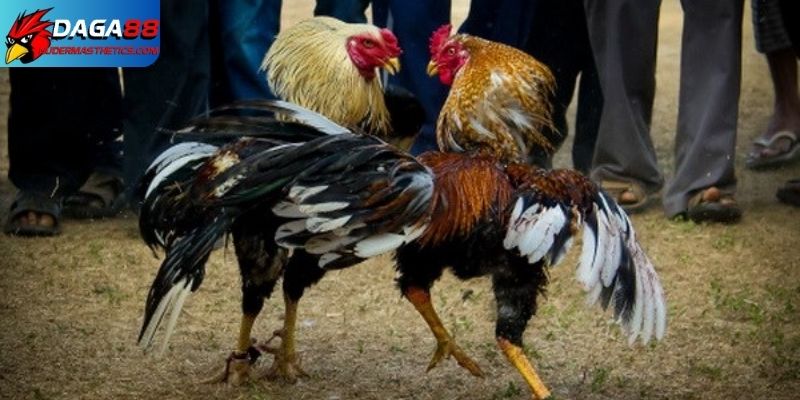 Gà tre đá cựa - Khám phá sức mạnh, kỹ năng đỉnh cao 7 Xem gà tre đá cựa DAGA88 an toàn, kịch tính