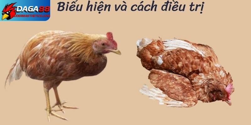 Bệnh đường ruột ở gà