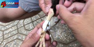 Cách lên cựa gà đá