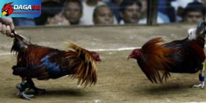 Kỹ thuật chăm sóc gà đá